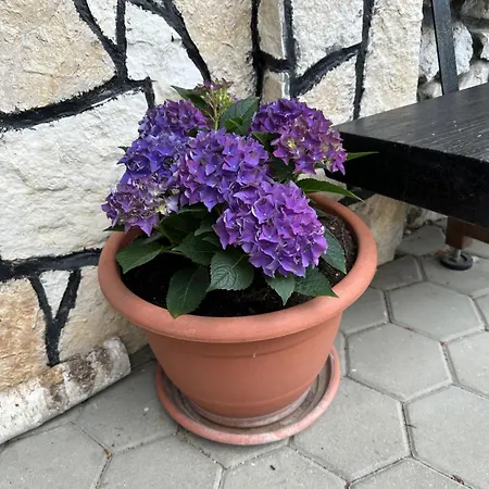 Planinska Koca Na Kopitniku 山林小屋 Dol pri Hrastniku